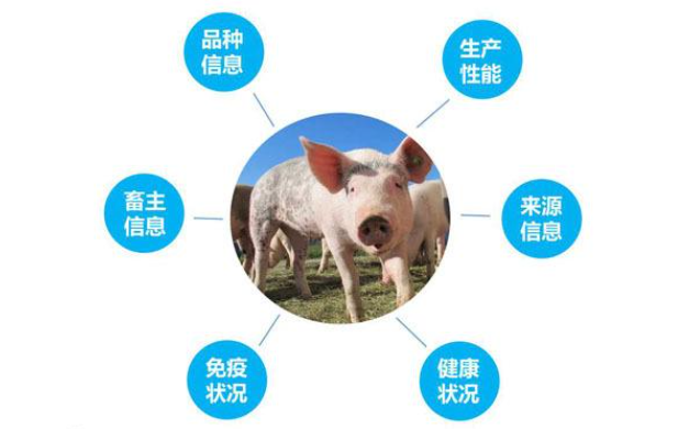 RFID技术神通广大，在养猪业也有技术应用