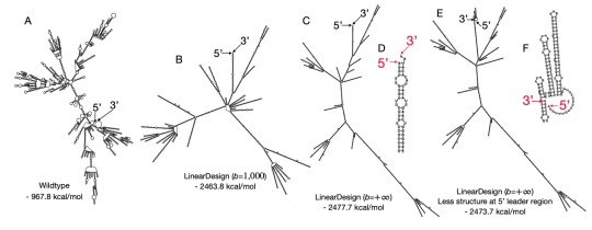 AI算法LinearDesign在生物学领域的应用研究