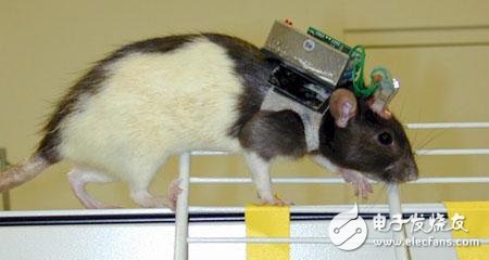 利用芯片远程遥控瘫痪老鼠，遭谴责