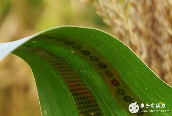 给植物纹上“传感器纹身”，可随时测量农作物的用水量